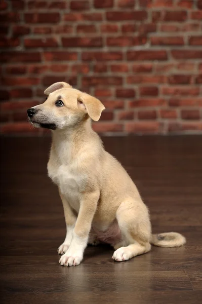 Cachorro de orejas graciosas delante de una pared de ladrillo — Foto de Stock