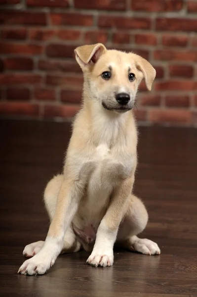 Filhote de cachorro engraçado na frente de uma parede de tijolo — Fotografia de Stock