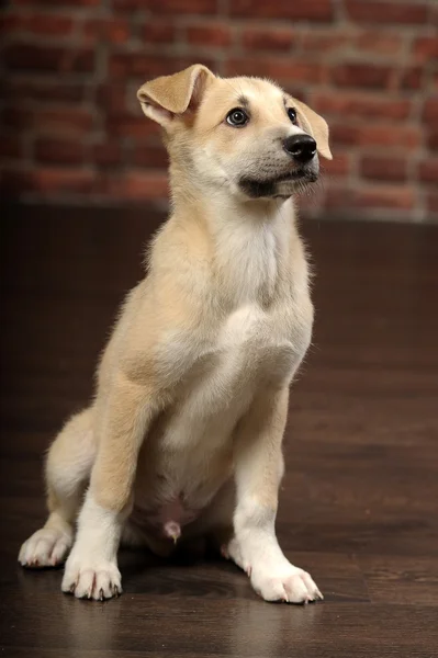 Filhote de cachorro engraçado na frente de uma parede de tijolo — Fotografia de Stock