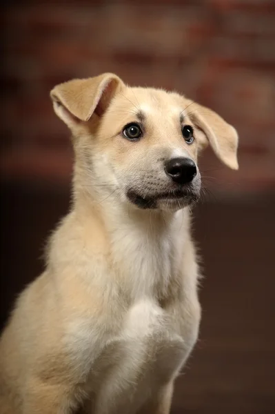 Cachorro de orejas graciosas delante de una pared de ladrillo — Foto de Stock