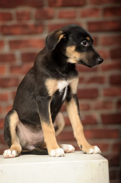 Filhote de cachorro engraçado na frente de uma parede de tijolo — Fotografia de Stock
