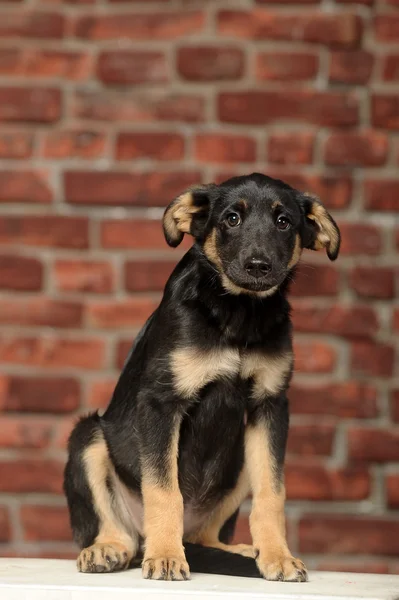 Filhote de cachorro engraçado na frente de uma parede de tijolo — Fotografia de Stock