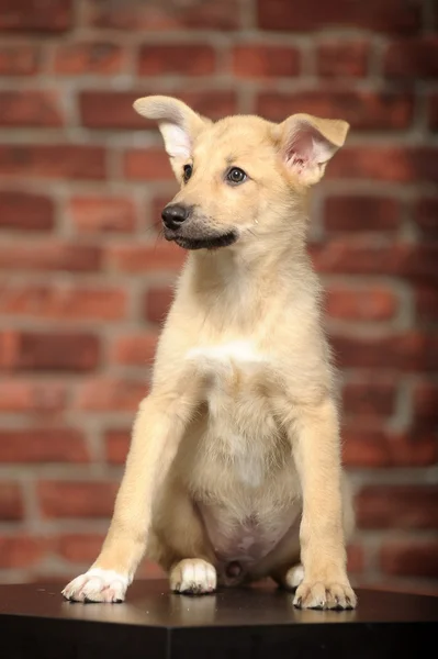 Funny-eared puppy in front of a brick wall — Stock Photo, Image