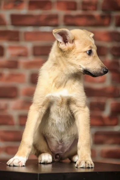 Cucciolo dalle orecchie buffe davanti a un muro di mattoni — Foto Stock