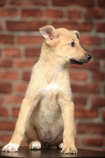 Filhote de cachorro engraçado na frente de uma parede de tijolo — Fotografia de Stock