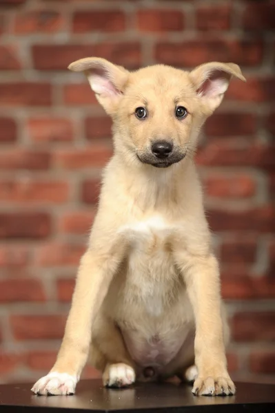 Cachorro de orejas graciosas delante de una pared de ladrillo —  Fotos de Stock