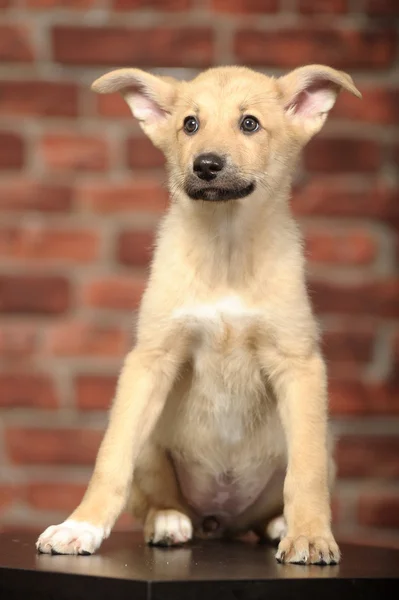 Filhote de cachorro engraçado na frente de uma parede de tijolo — Fotografia de Stock