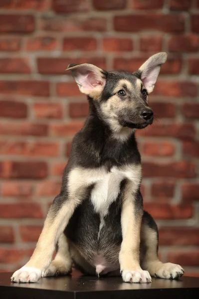 Chiot aux oreilles drôles devant un mur de briques — Photo