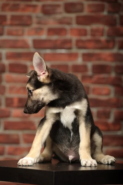 벽돌 벽 앞 재미 귀 강아지 — 스톡 사진