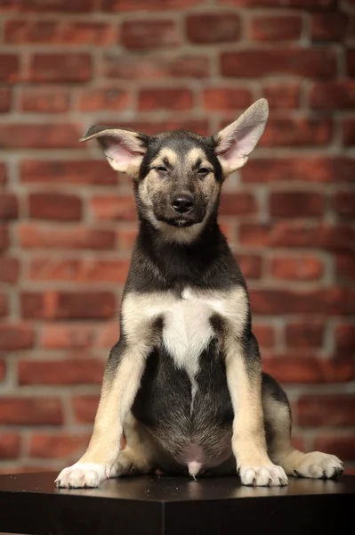 벽돌 벽 앞 재미 귀 강아지 — 스톡 사진