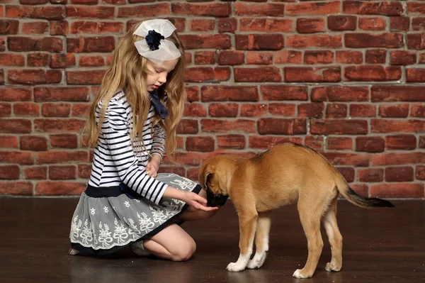 Girl with a puppy — Stock Photo, Image