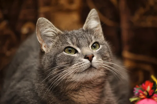 Schöne graue Katze — Stockfoto