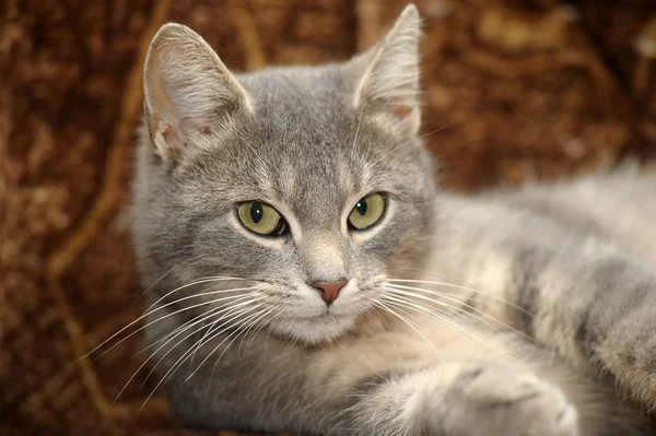 Beau chat gris — Photo