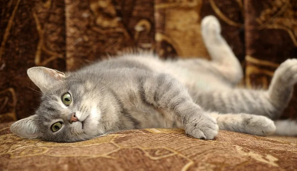 Piękny kot szary — Zdjęcie stockowe