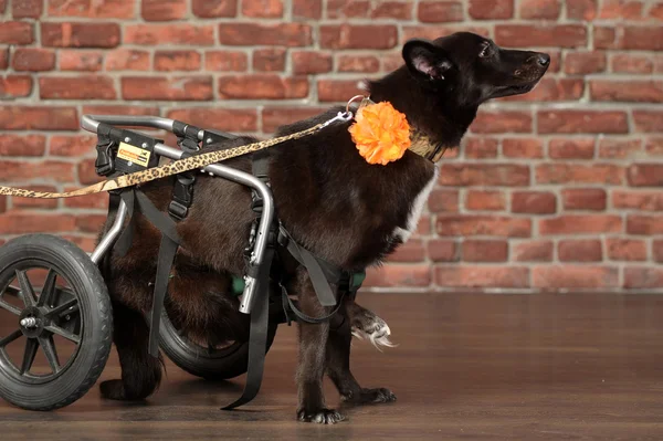 Engelli köpeği — Stok fotoğraf