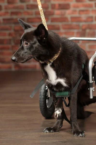 Disabled dog — Stock Photo, Image