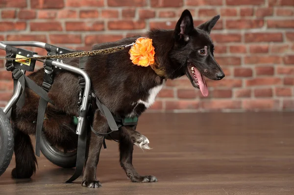 Engelli köpeği — Stok fotoğraf