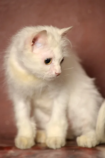Krásná britská koťátka — Stock fotografie