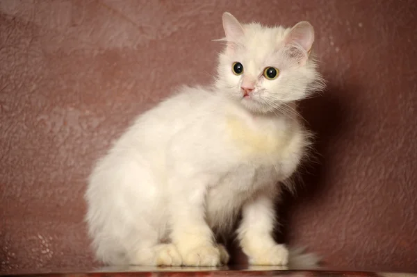 Hermoso gatito británico —  Fotos de Stock