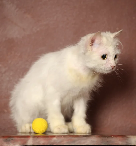 Hermoso gatito británico — Foto de Stock