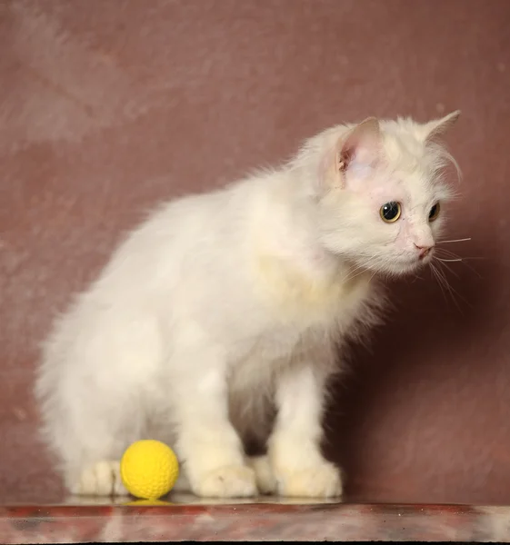 Vackra brittiska kattunge — Stockfoto