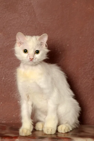 Beautiful british kitten — Stock Photo, Image