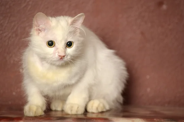 Güzel İngiliz yavru kedi — Stok fotoğraf
