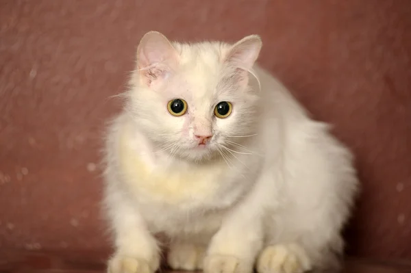 Gatinho britânico bonito — Fotografia de Stock