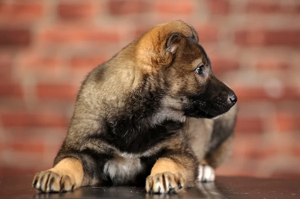 Puppy — Stockfoto