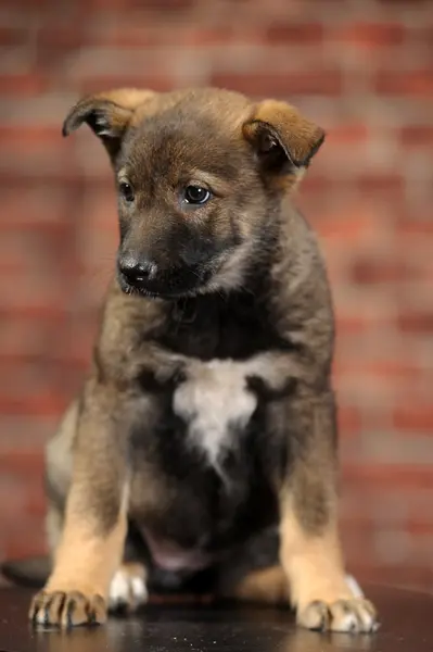 Puppy — Stockfoto