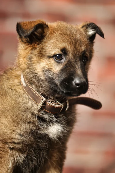 Söt valp — Stockfoto