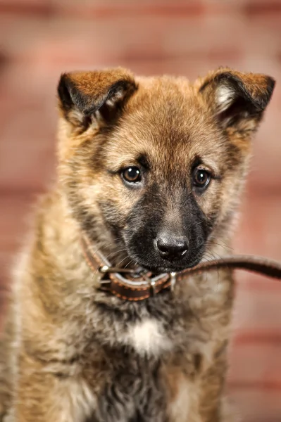 Cute puppy — Stock Photo, Image