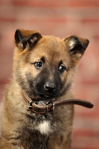 Şirin köpek. — Stok fotoğraf