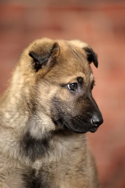 Cute puppy — Stock Photo, Image