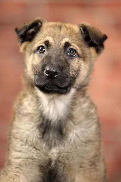 Cute puppy — Stock Photo, Image