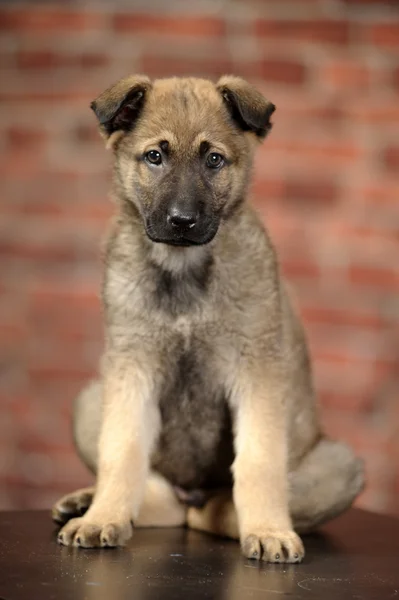 Cute puppy — Stock Photo, Image