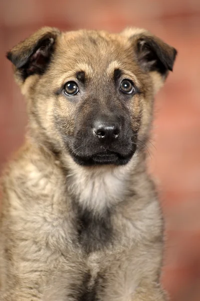 Schattig puppy — Stockfoto