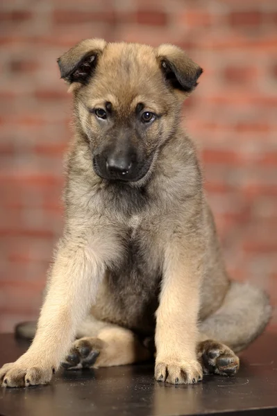 Köpek yavrusu — Stok fotoğraf