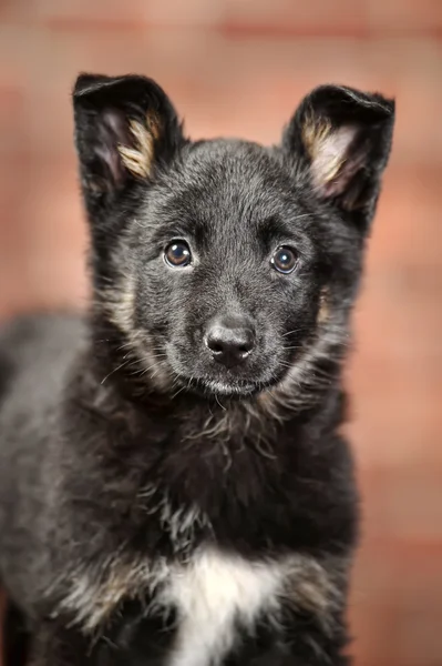 Köpek yavrusu — Stok fotoğraf