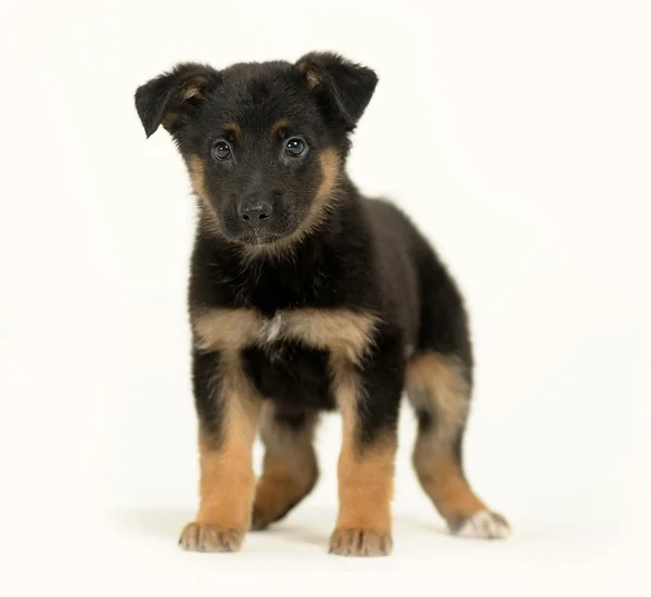 Half-breed German Shepherd puppy — Stock Photo, Image