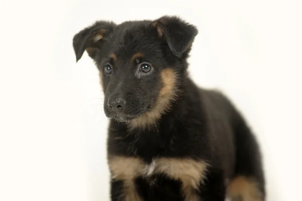 Half-breed German Shepherd puppy — Stock Photo, Image
