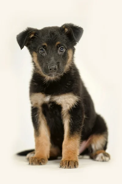 Filhote de cachorro pastor alemão mestiço — Fotografia de Stock