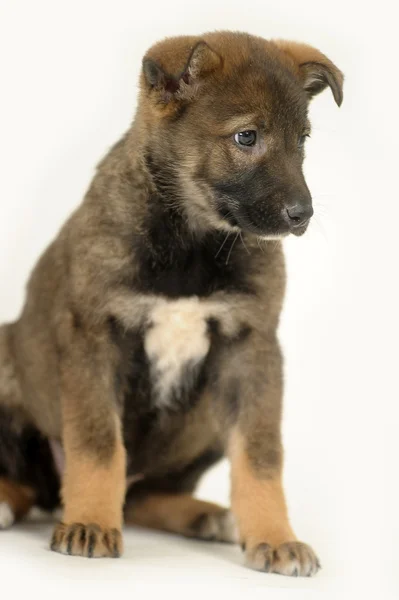 Cachorro pastor alemán mestizo — Foto de Stock