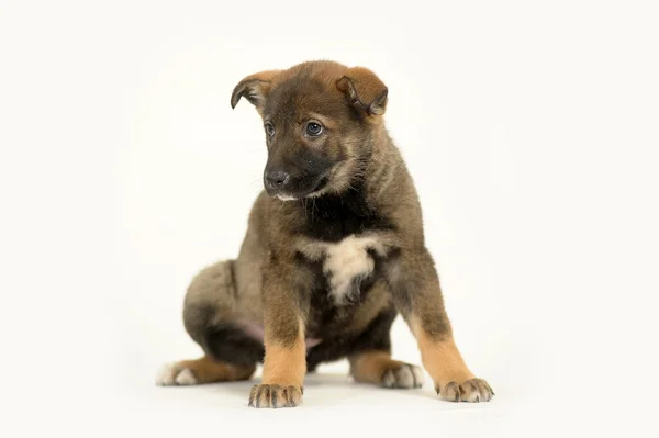 Half-breed German Shepherd puppy — Stock Photo, Image