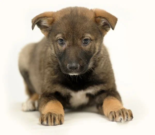 混血のジャーマン シェパードの子犬 — ストック写真