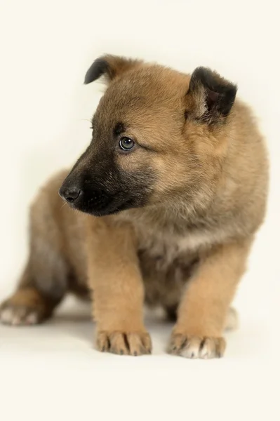 Filhote de cachorro pastor alemão mestiço — Fotografia de Stock