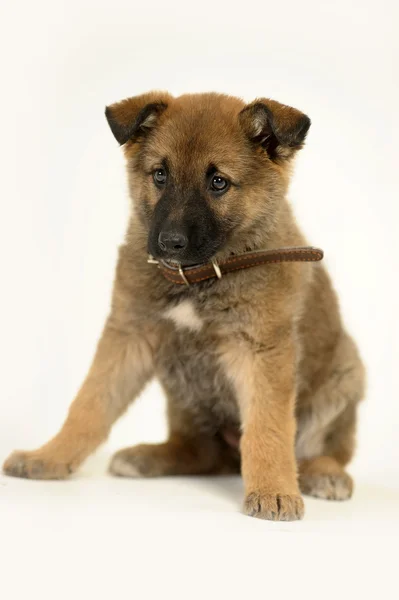 Half-breed German Shepherd puppy — Stock Photo, Image