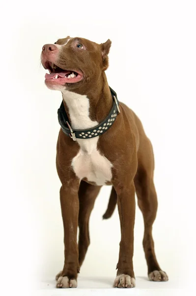 Pit Bull Terrier — Stock Photo, Image