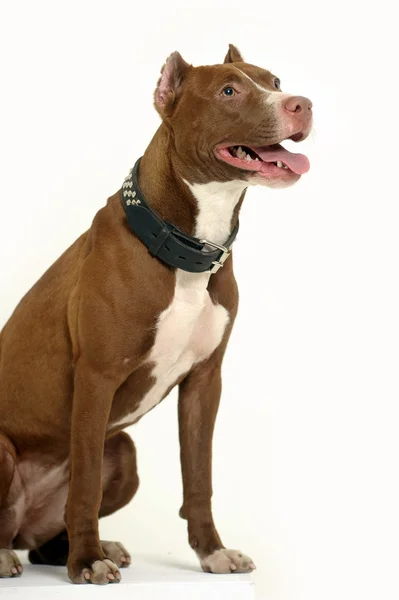 Pit Bull Terrier — Stock Photo, Image