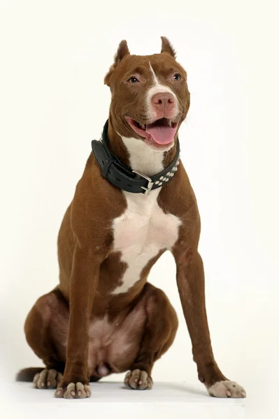 Pitbull Terrier — Stockfoto